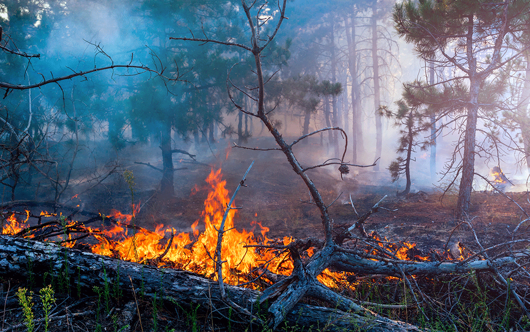 forest fire detection